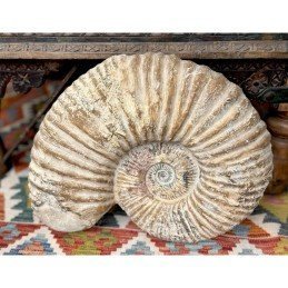 Ammonites Fosil